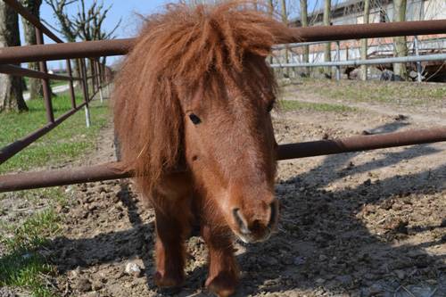 Pony James per i bambini